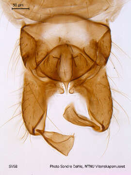 Imagem de Hydrobaenus conformis (Holmgren 1869)