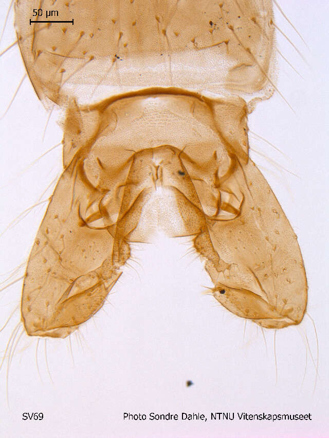 Image of Cricotopus gelidus (Kieffer 1922)