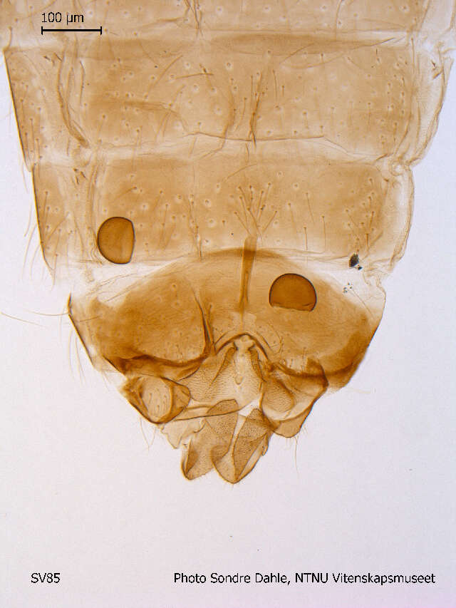 Image of Metriocnemus brusti Saether 1989