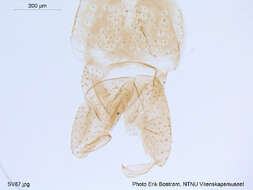 Image of Psectrocladius limbatellus