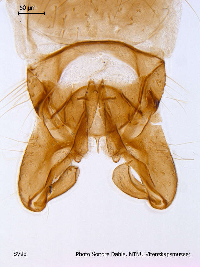 Image of Hydrobaenus conformis (Holmgren 1869)