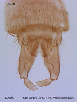 Image of <i>Cricotopus nivalis</i>