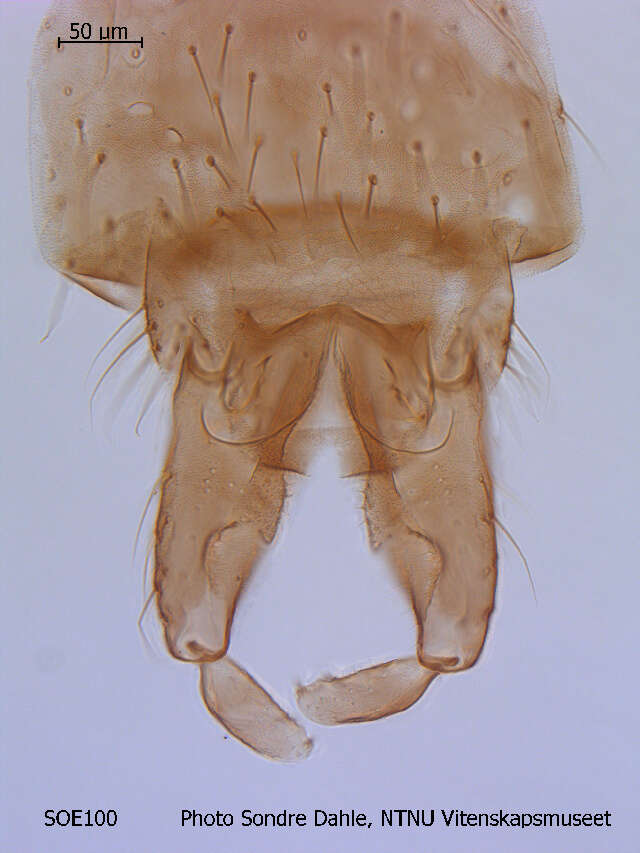 Image of <i>Cricotopus nivalis</i>