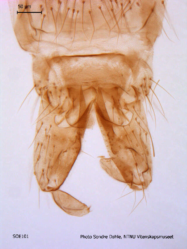 Image of <i>Cricotopus nivalis</i>