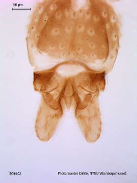 Image of Parametriocnemus