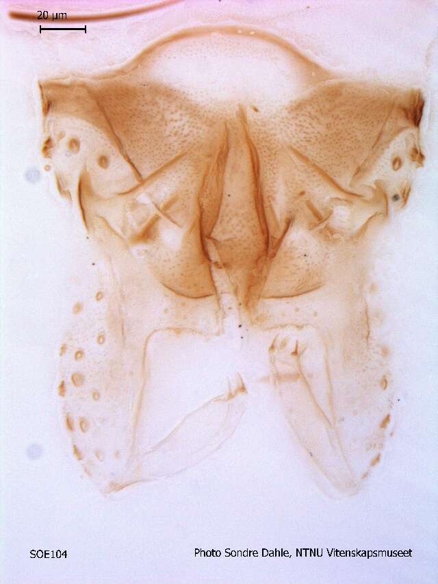 Image of Parametriocnemus stylatus (Kieffer 1924)