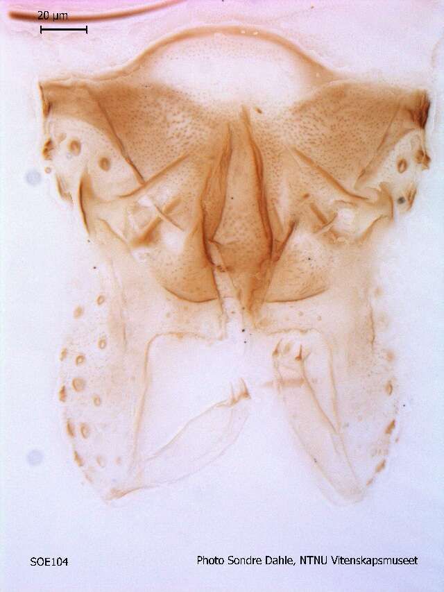 Imagem de Parametriocnemus stylatus (Kieffer 1924)