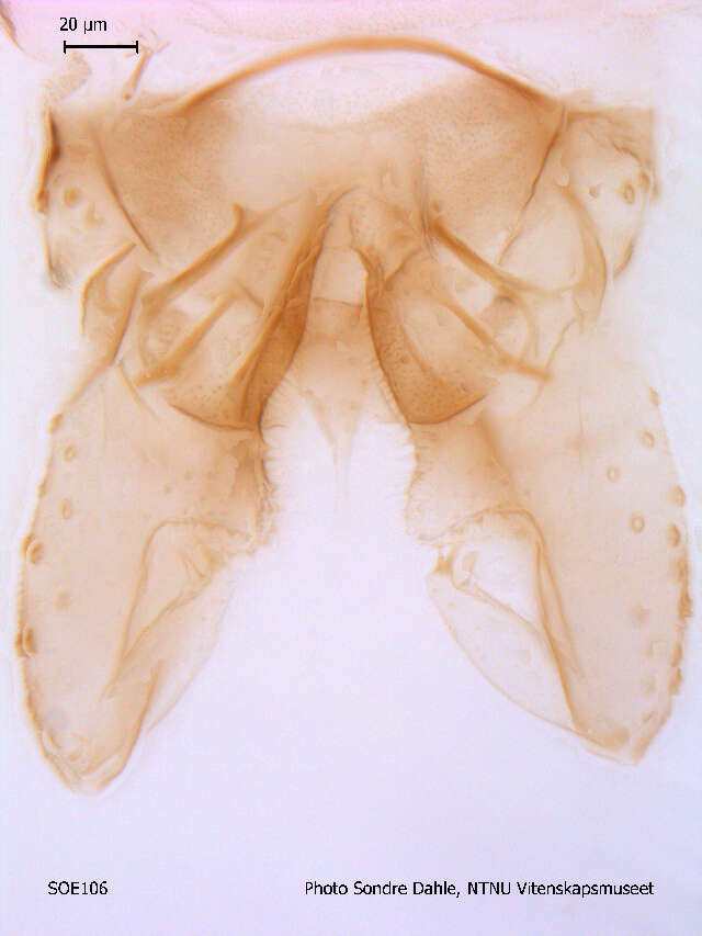 Imagem de Parametriocnemus stylatus (Kieffer 1924)