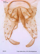 Imagem de Paracricotopus uliginosus (Brundin 1947)