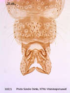 Image of Pseudorthocladius filiformis (Kieffer & Thienemann 1908)