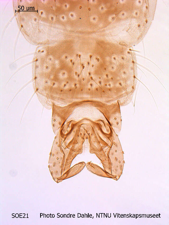 Image of Pseudorthocladius filiformis (Kieffer & Thienemann 1908)