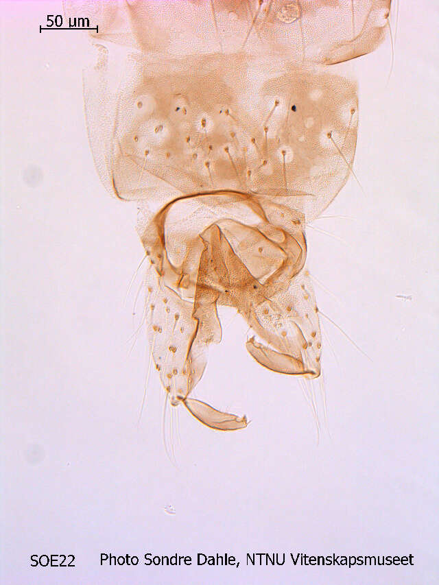 Image of Paracricotopus uliginosus (Brundin 1947)