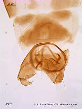 Image of Corynoneura fittkaui Schlee 1968