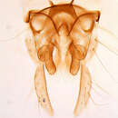Paratanytarsus penicillatus (Goetghebuer 1928) resmi