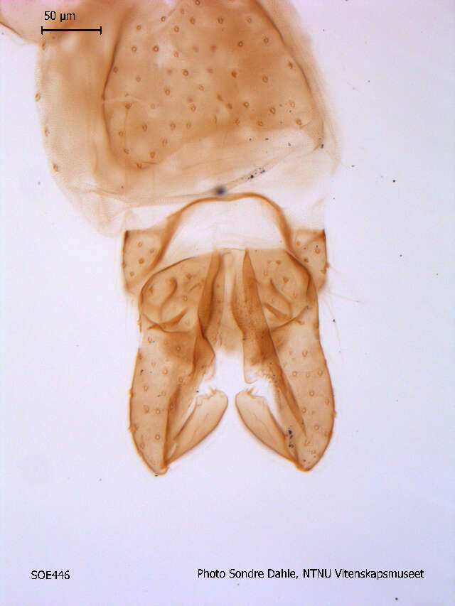 Image of Paraphaenocladius irritus (Walker 1856)