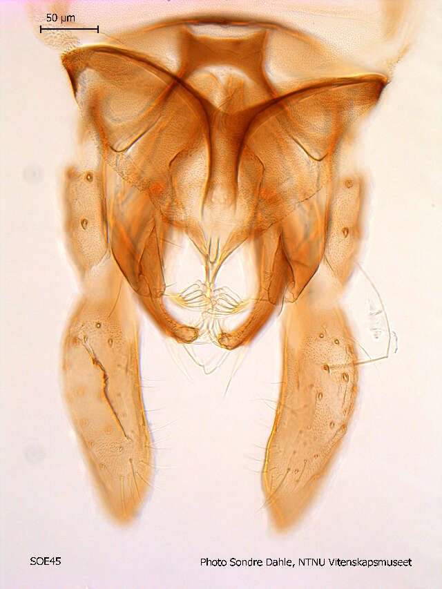Image of Micropsectra recurvata Goetghebuer 1928