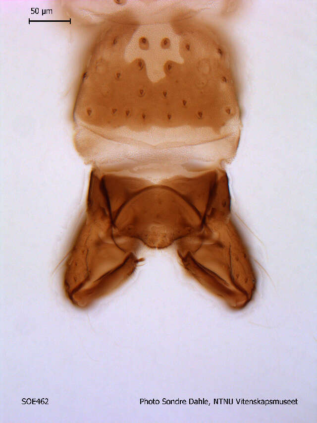 Image of Limnophyes bidumus Saether 1990