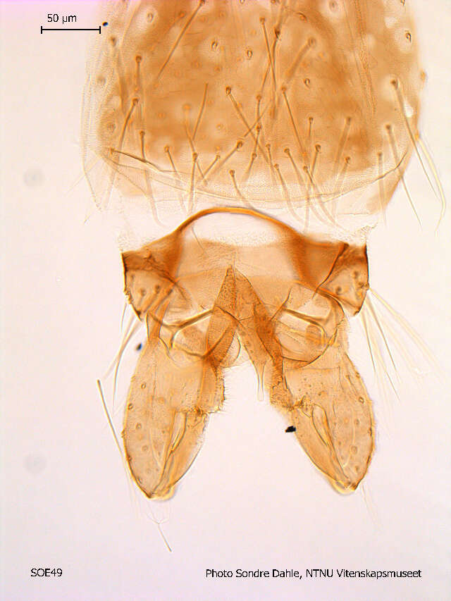 Imagem de Parametriocnemus stylatus (Kieffer 1924)