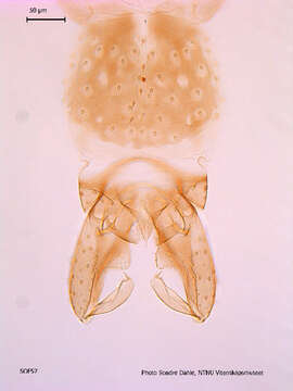 Image of Paraphaenocladius exagitans (Johannsen 1905)