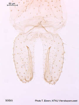 Image of Zavrelimyia melanura