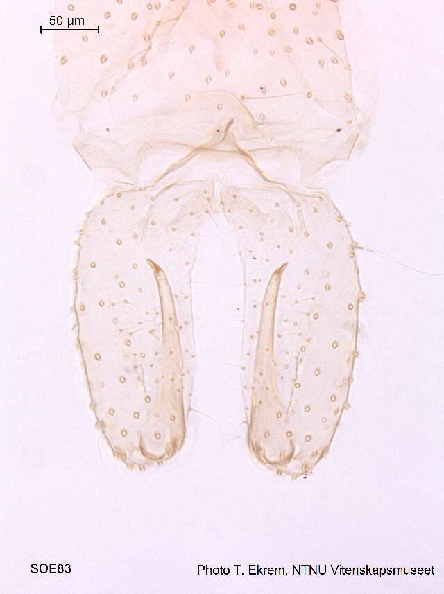 Image of Zavrelimyia melanura