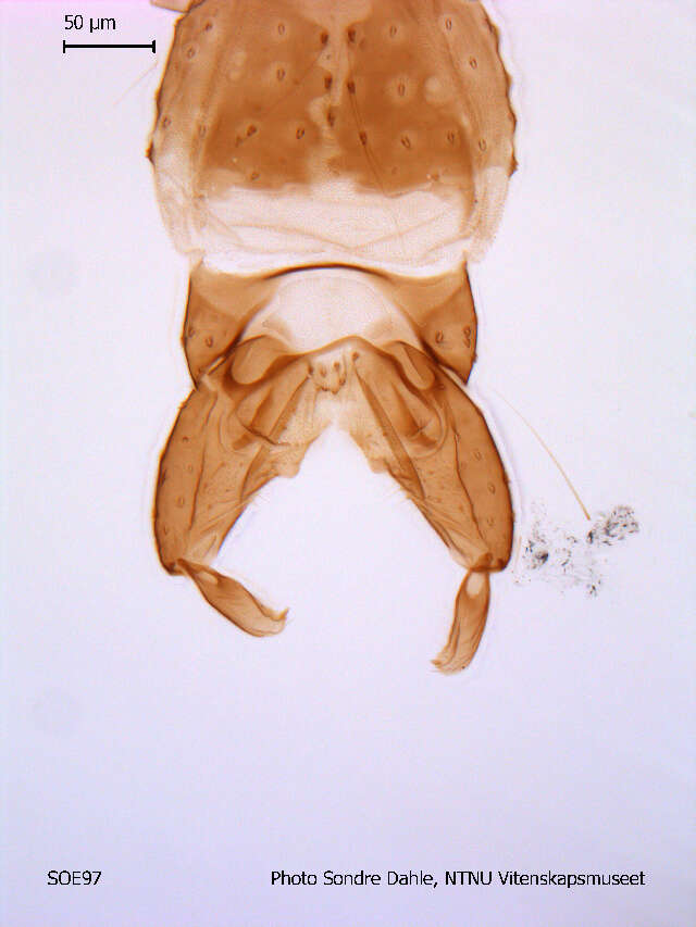 Image of Pseudorthocladius filiformis (Kieffer & Thienemann 1908)