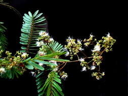 Image of albizia