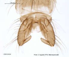 Image of Metriocnemus