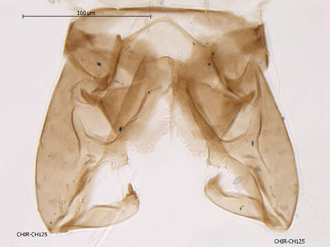 Plancia ëd Nanocladius anderseni Saether 1977