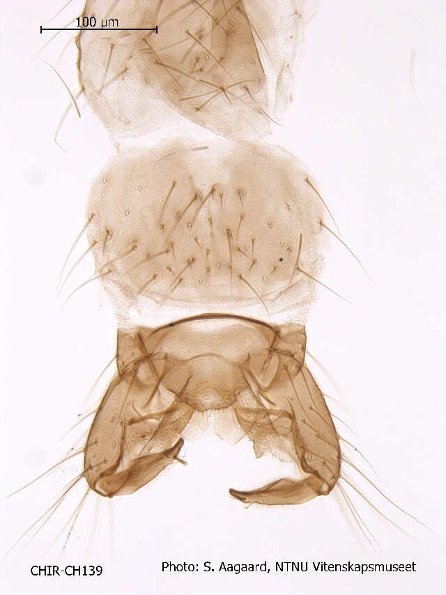 Plancia ëd Limnophyes schnelli Saether 1991