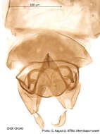 Image of Corynoneura arctica Kieffer 1923