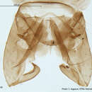 Imagem de Nanocladius distinctus (Malloch 1915)