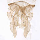 Image of Micropsectra polita (Malloch 1919)