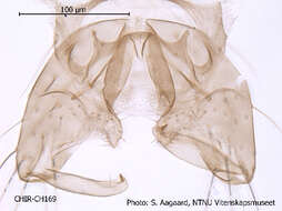 Image of Eukiefferiella claripennis (Lundbeck 1898)