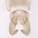 Image of Orthocladius subletteorum Cranston 1999