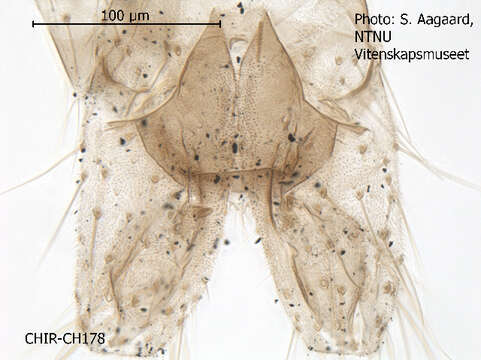 Plancia ëd Rheocricotopus