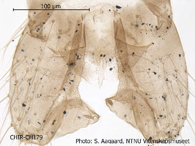 Plancia ëd Rheocricotopus