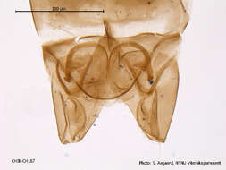 Image of Corynoneura arctica Kieffer 1923