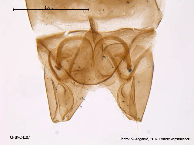 Image of Corynoneura arctica Kieffer 1923