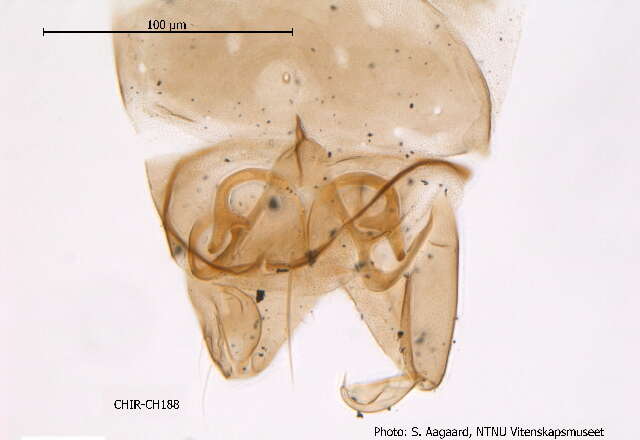 Image of Corynoneura arctica Kieffer 1923