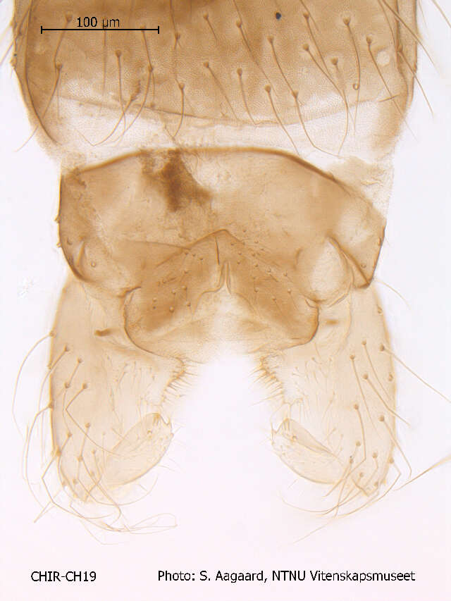 Image of Cricotopus tibialis