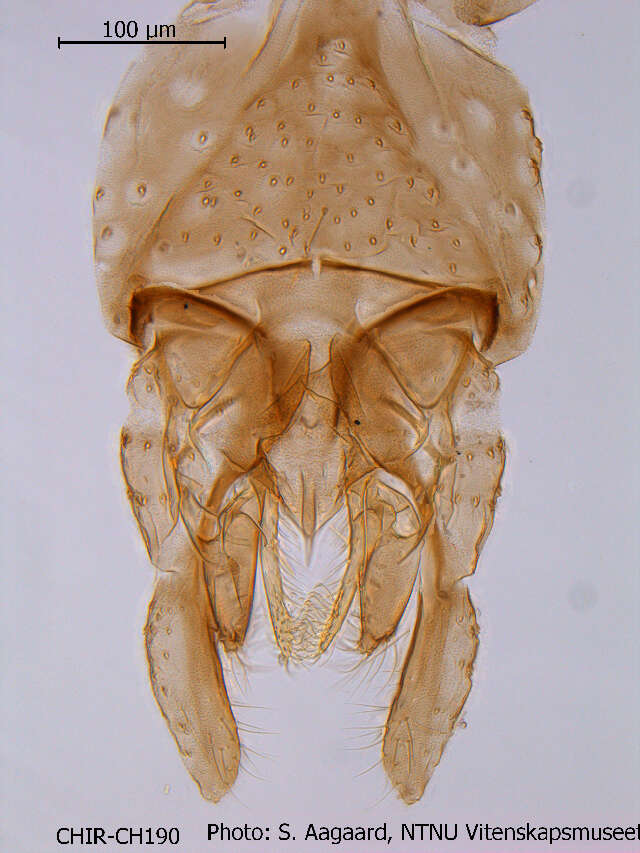 Image of Micropsectra polita (Malloch 1919)