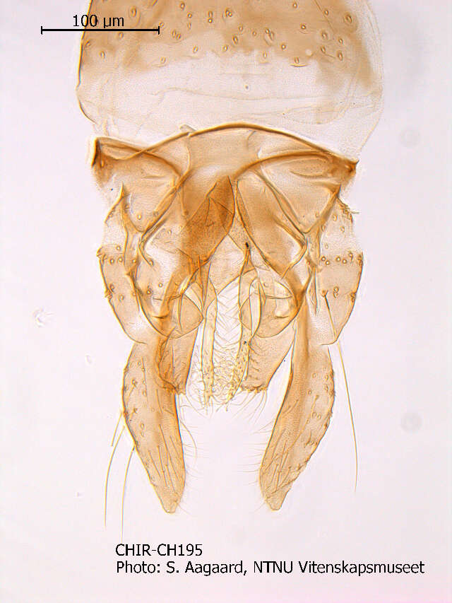 Image of Micropsectra polita (Malloch 1919)