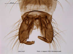 Image of Metriocnemus