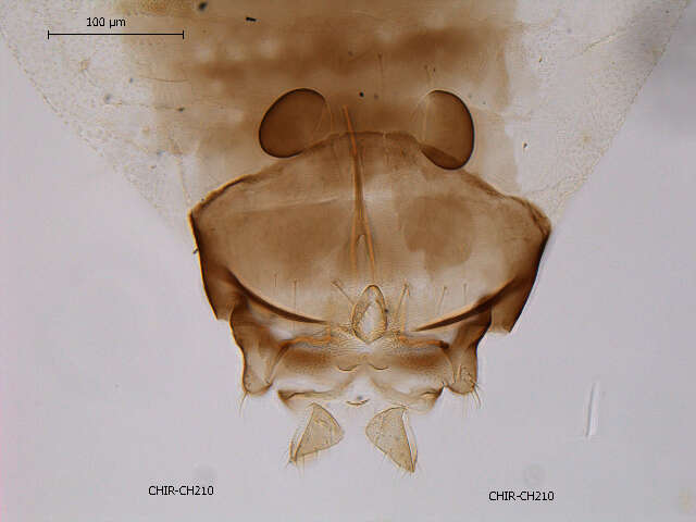 Image of Nanocladius anderseni Saether 1977