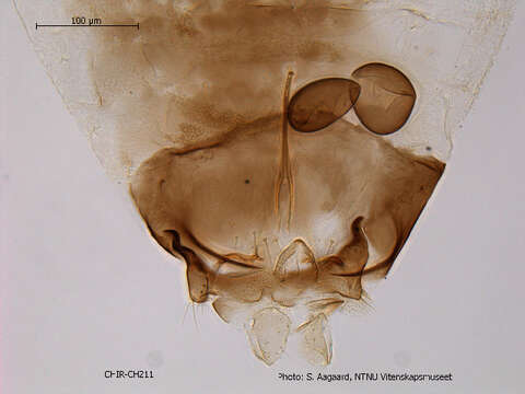 Image of Nanocladius anderseni Saether 1977