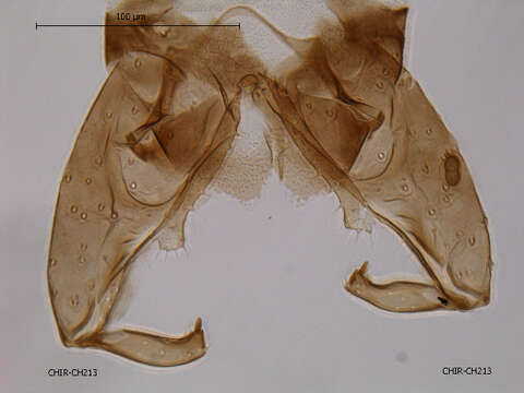 Image of Nanocladius anderseni Saether 1977