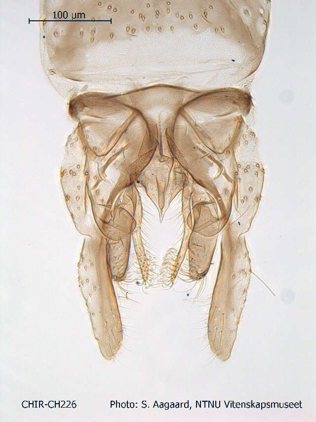 Image of Micropsectra polita (Malloch 1919)