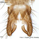 Image of <i>Psectrocladius conjungens</i>