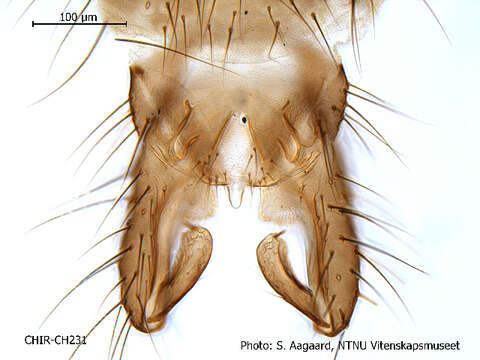 Image of <i>Psectrocladius conjungens</i>